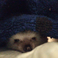 ぼんじり