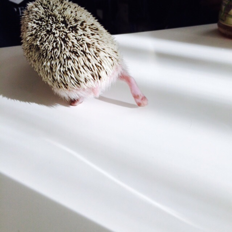 ぼんじりのカバー写真