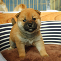 柴犬　赤ちゃん　メス　募集中(冬)