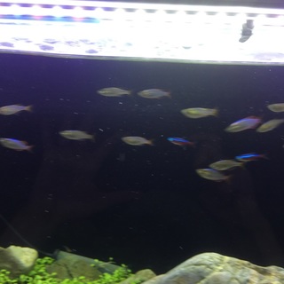 ネオンドワーフ20匹カージナル5匹