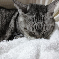 はくまい（ちぇちぇ）