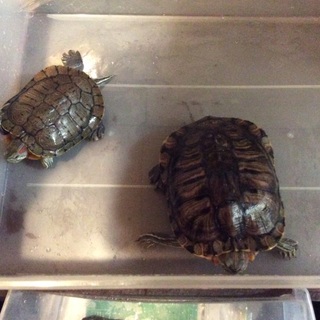 引っ越し予定のため