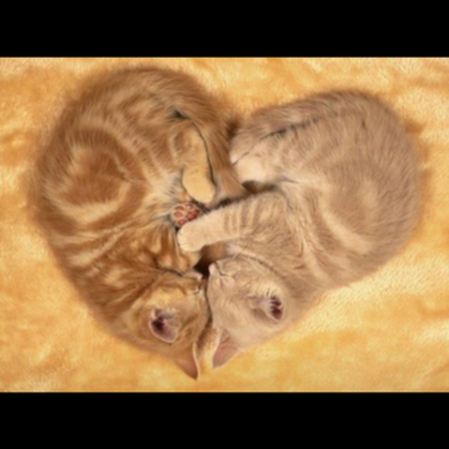 SANANのカバー写真