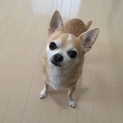 里親募集