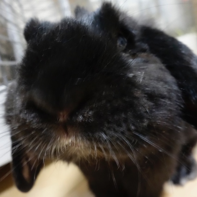 kuromi963のカバー写真