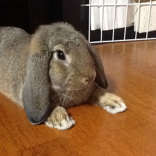 【決定いたしました】ロップイヤーウサギの男の子