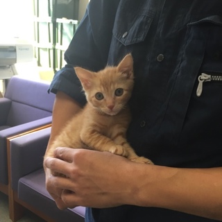 茶トラのモン吉１７日京都Ｋ様にお届け予定です