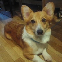 空桃（すもも）