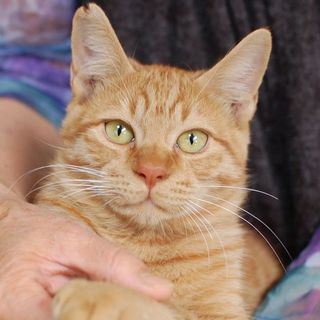 人懐っこい元気な子猫(5ヶ月)