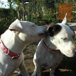 キナコちゃん 迎えて 本当に良かったな