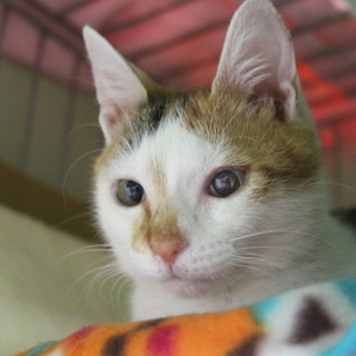 推定4か月、和風美猫の楓ちゃん