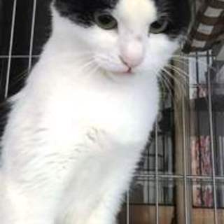 大ちゃん　とってもおとなしい男の子です