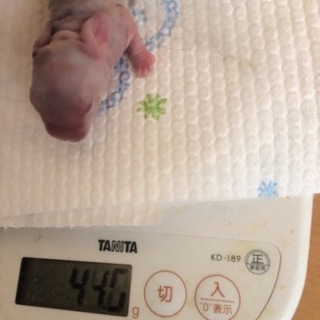 2015/11/5出産 ホーランドロップの里親募集