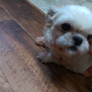 この子の家族を探しています