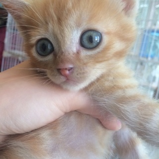 ちびちび茶トラ