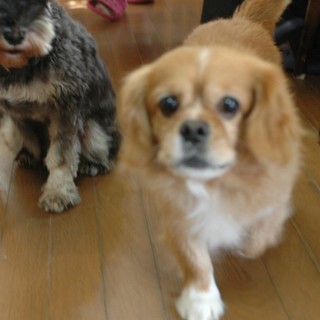 元気な11才  ムックン♂