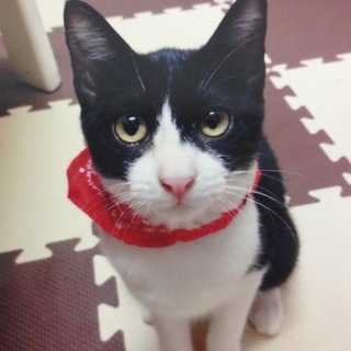 ハチワレ女の子☆犬にも猫にも慣れています