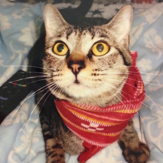 人好きキジトラ女の子☆犬や猫にも慣れています