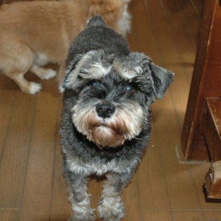 かしこいパンくん♂