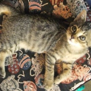 キジトラ生後４ヶ月女の子元気な甘えん坊