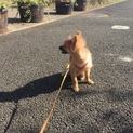 チワポメ