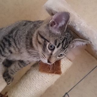 可愛いトラ猫 4匹の里親さん急募！