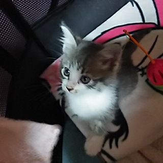 センター収容ふわふわグレー白くん