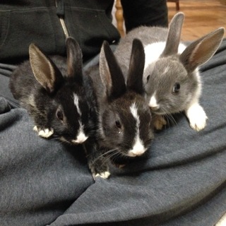 ミニウサギ ４羽 里親を募集中！