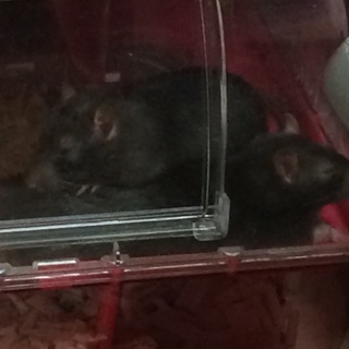 ファンシーラット♂里親決定