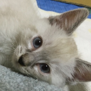 【11/7銀座譲渡会】キュートなシャム系♪２カ月半