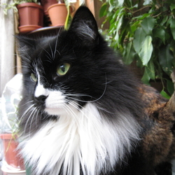 「基底細胞腫」サムネイル1