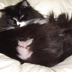 「基底細胞腫」サムネイル2