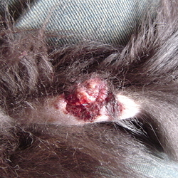 「基底細胞腫」サムネイル3