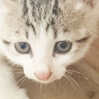 人懐こい男の子