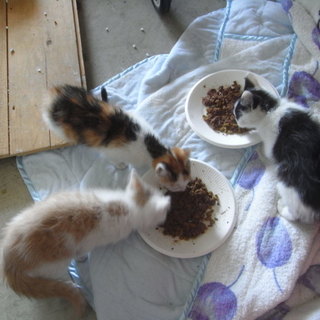 子猫　里親募集　茨城　三毛　人懐っこい