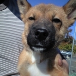 ３か月茶系子犬ちゃん