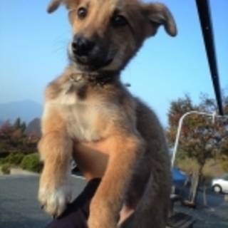 ３か月茶系子犬