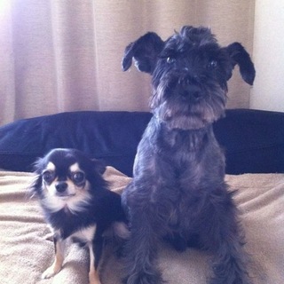 11歳ですが、健康でとても優しい紳士くんです。