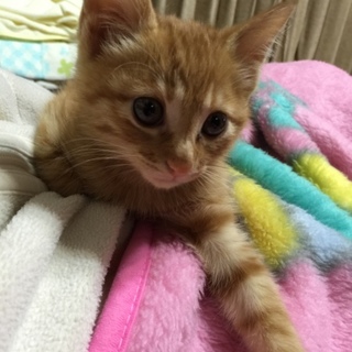 可愛い茶トラくん