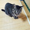 なつにゃむ