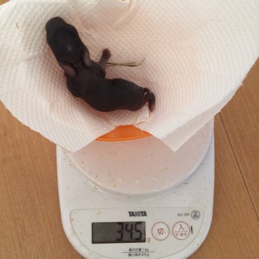 生後2日目です。