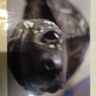 クサガメ 里親募集です。新潟県