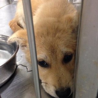 ハニ―ブラウンの毛並みのばらおくん！