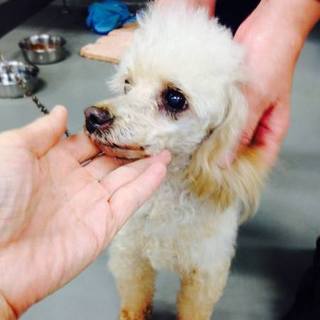 迷子でもお家に帰れないプードルちゃん