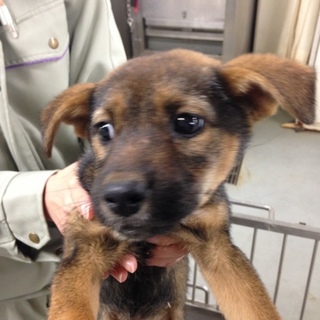 倉敷名物（？）下津井犬鼻黒一族、しょうこちゃん