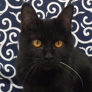 お膝大好き黒猫くん
