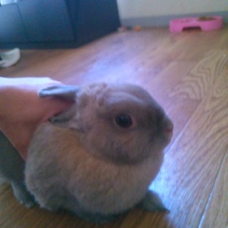 ネザーランドドワーフ、モコとピーです！