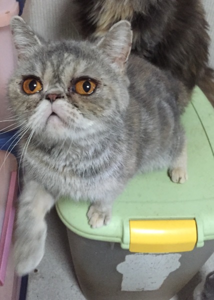 エキゾチックショートヘア 大阪府 猫の里親募集 ペットのおうち 月間利用者150万人