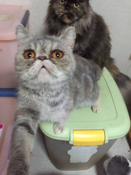 エキゾチックショートヘア 大阪府 猫の里親募集 ペットのおうち 月間利用者150万人