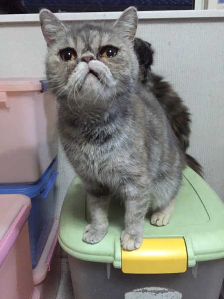 エキゾチックショートヘア 大阪府 猫の里親募集 ペットのおうち 月間利用者150万人